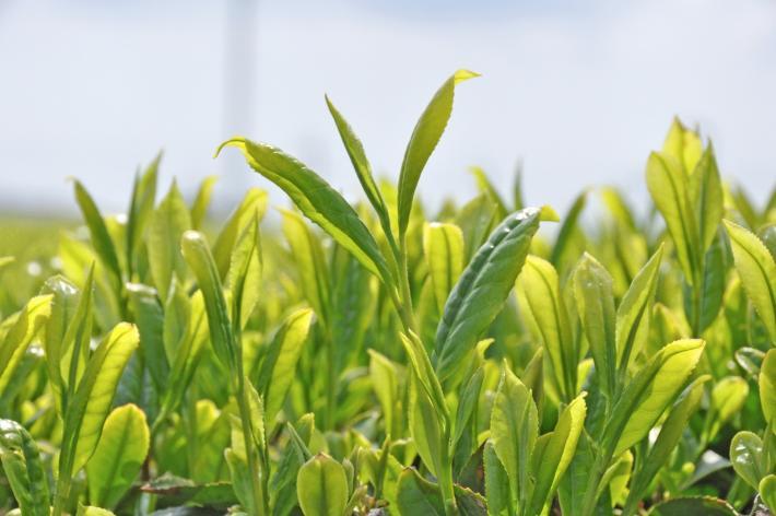 お茶の葉