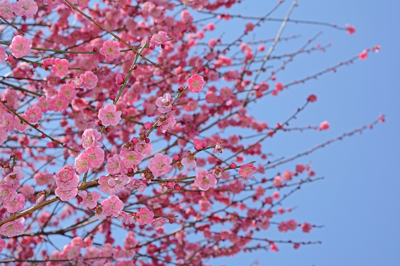 梅の花