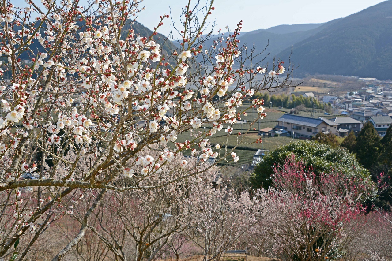梅の花と茶畑