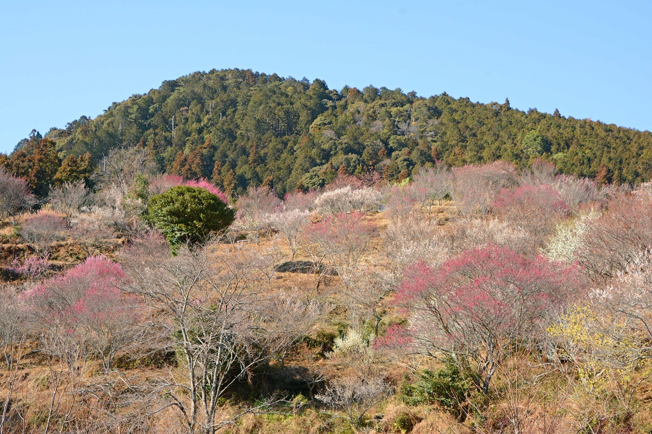 梅園全景