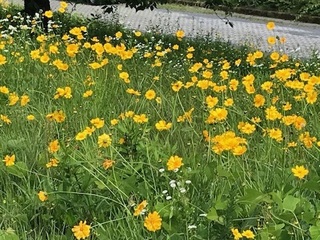 オオキンケイギクの花の遠景