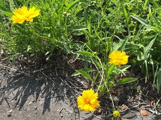 オオキンケイギクの花のアップ