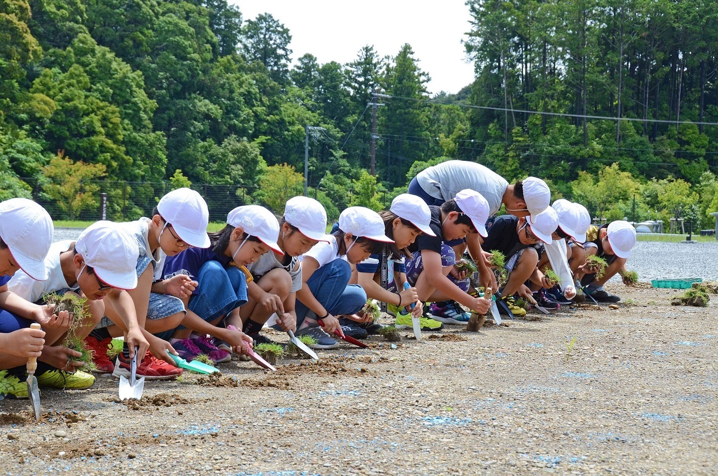 芝生植え付け