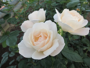 白い薔薇のアップの画像