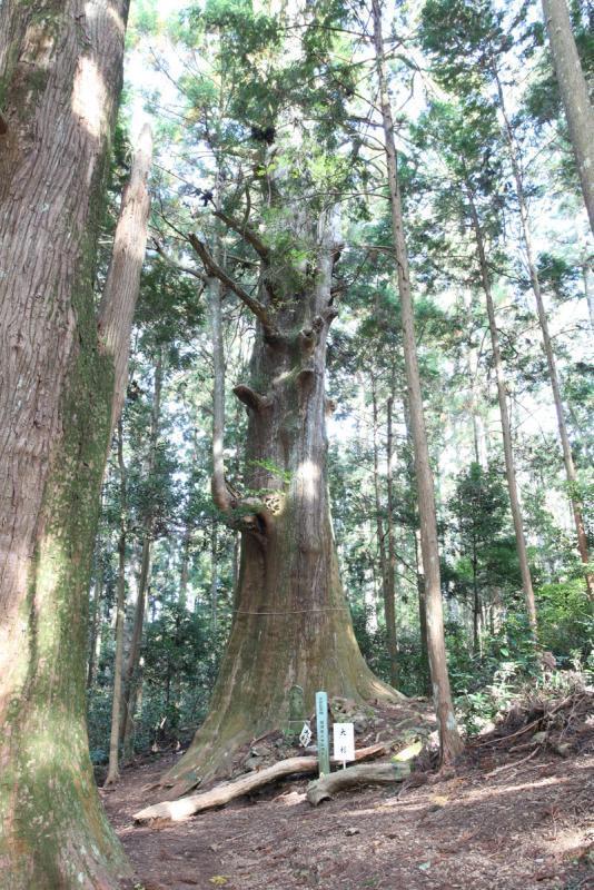 智満寺の十本スギ