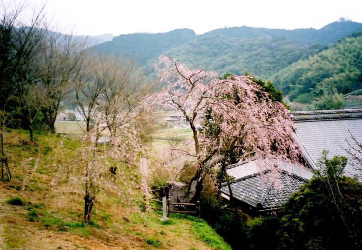 慶寿寺のシダレザクラ