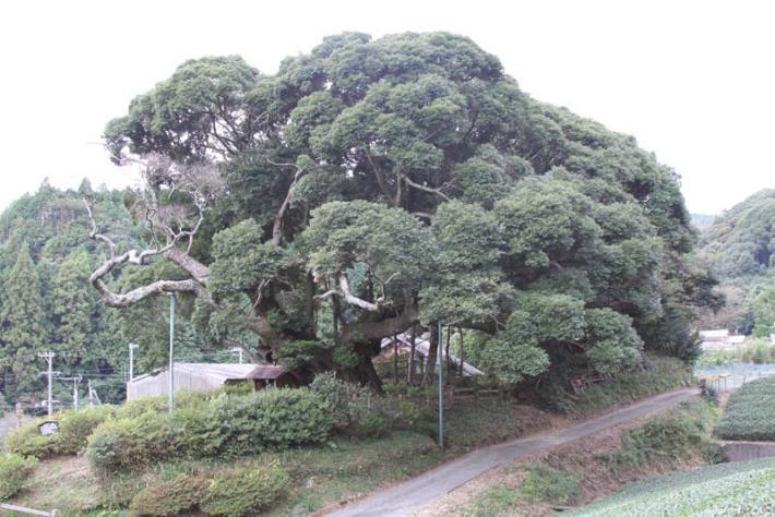 安田（あんだ）の大シイ