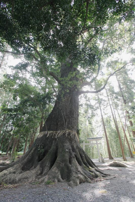 熊野神社の大クスノキ