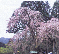 寿永の桜