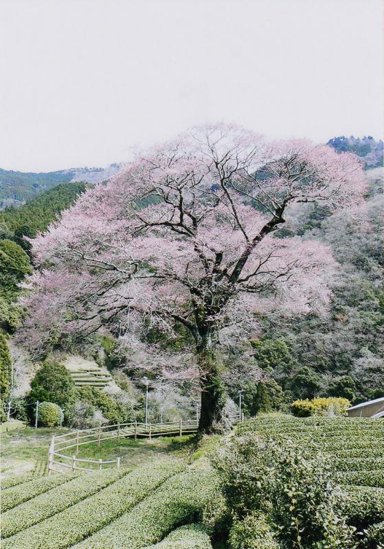 塩本牛代のエドヒガン