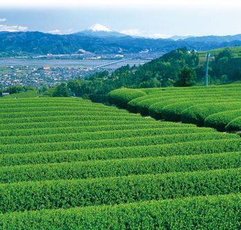 牧之原大茶園の画像