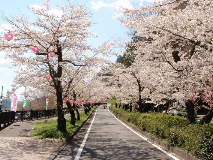 桜トンネル