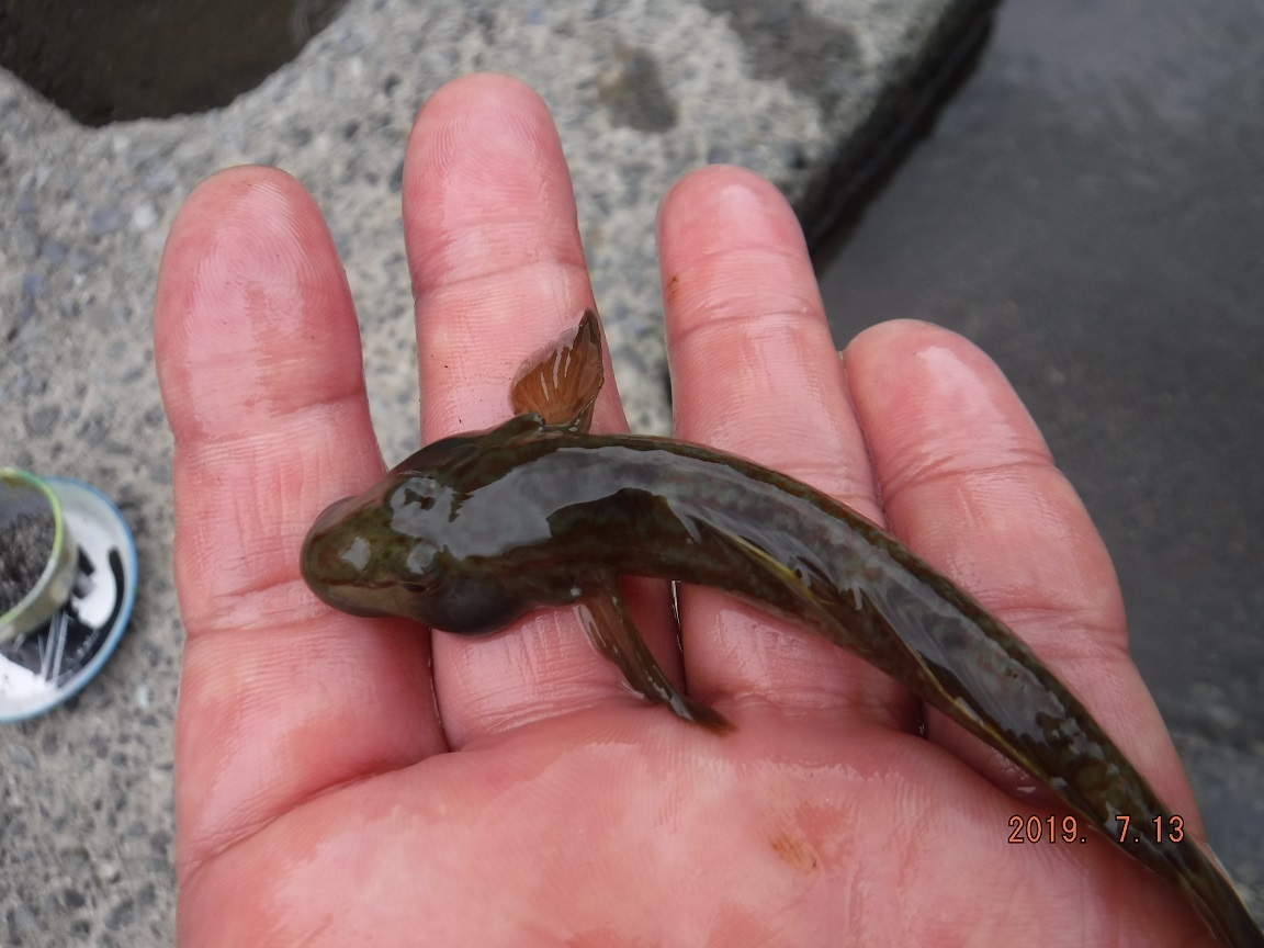 釣った魚