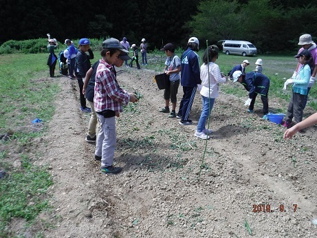 土の乾燥防止作業_草乗せ