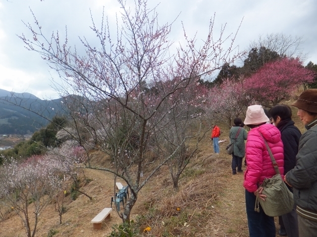 家山梅園01.jpg