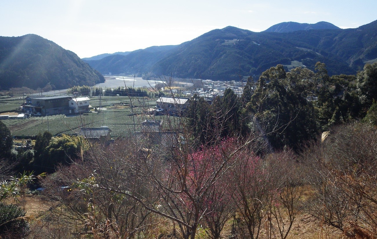 家山梅園02.jpg