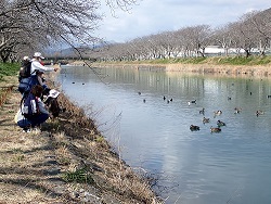 かもが寄ってきた