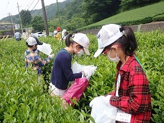 茶摘み