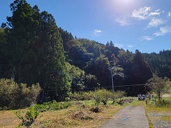 樹木の倒木