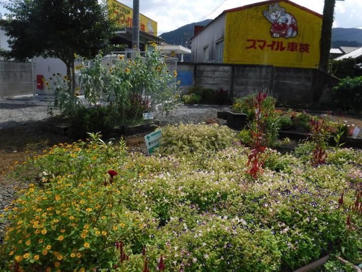 2018夏-野の花の会