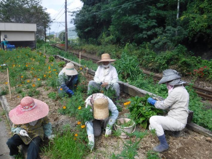 秋の植替えのための草取り作業