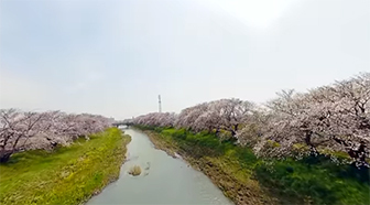 大津谷川の桜