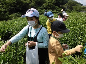 茶摘み風景