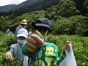 茶摘み風景