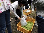 梅狩り３