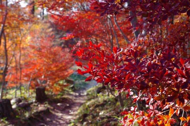 紅葉の写真