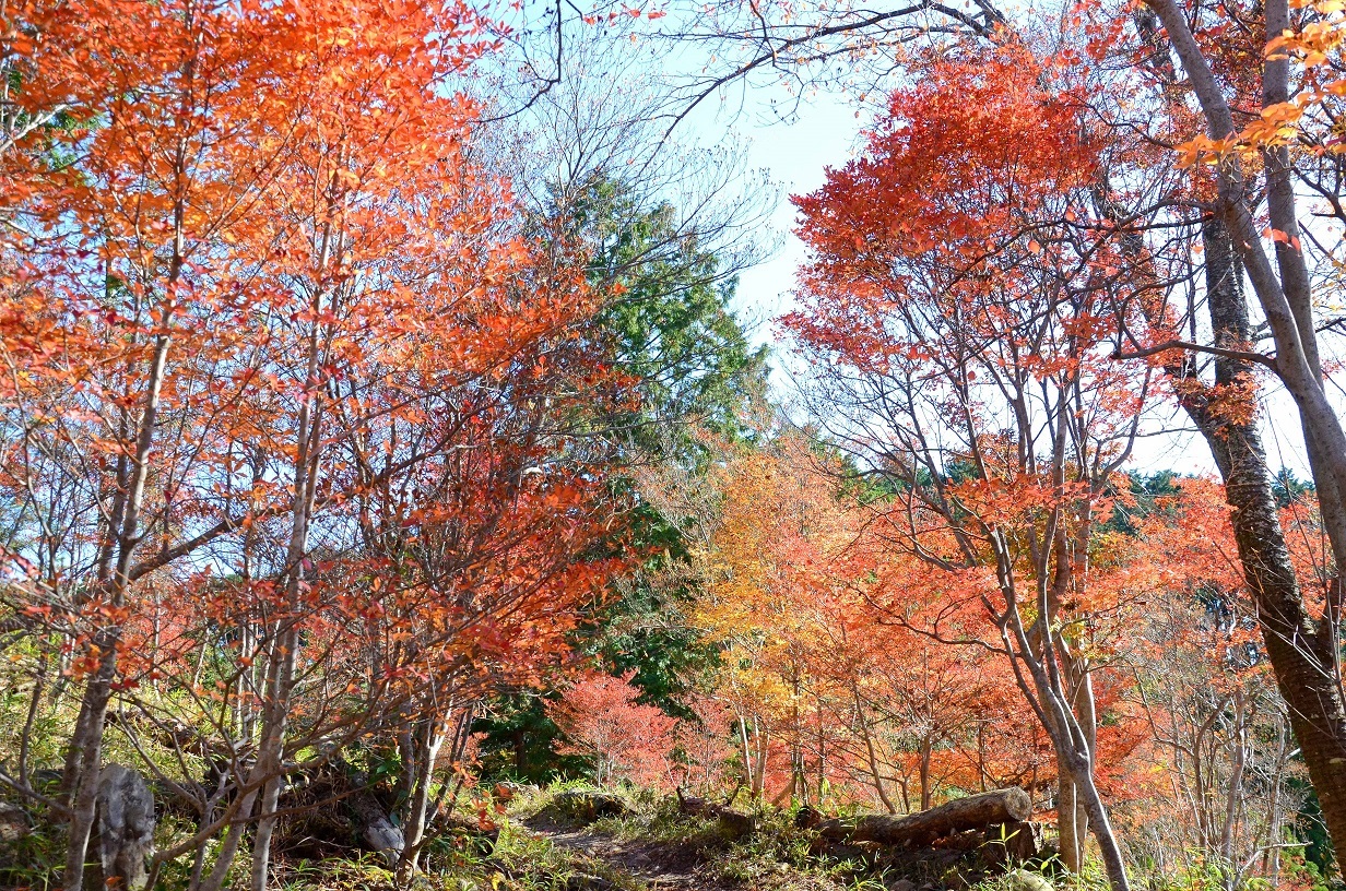 紅葉の写真