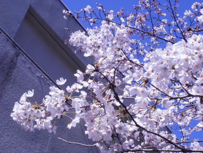 桜の枝の写真