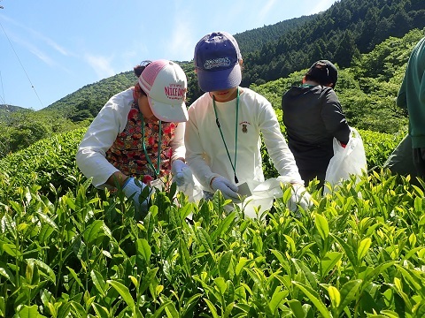 お茶摘み体験