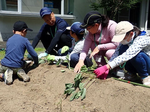 サツマイモ植え