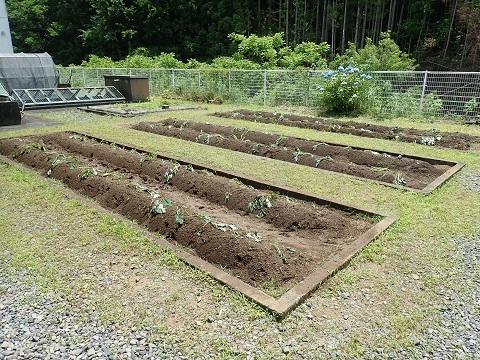 サツマイモの畑