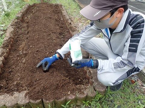 ダイズの種まき