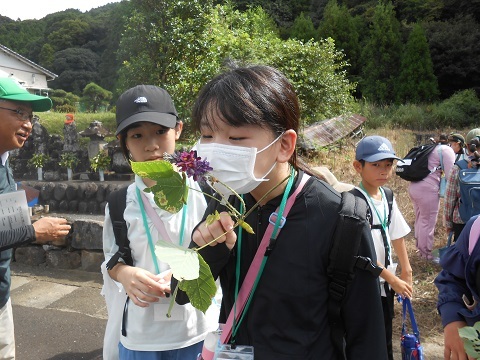 クズの花のいいにおいをかぐ