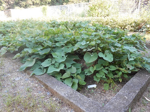 サツマイモ畑