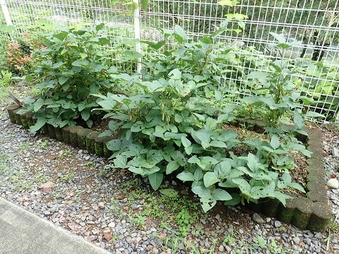 ダイズ畑