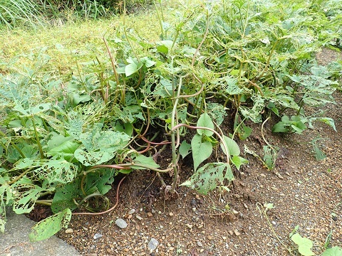 サツマイモ畑