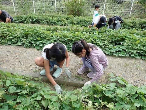 草取りその１