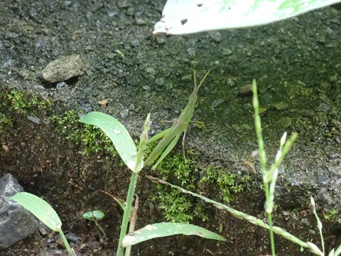 バッタ