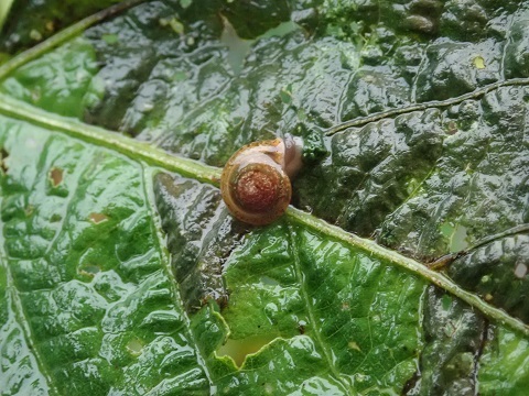 カタツムリ