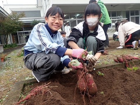大きなサツマイモ