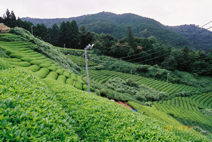 茶草場
