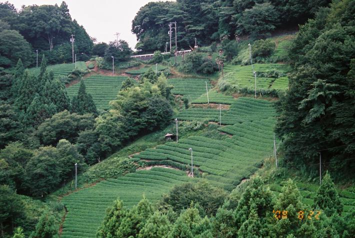 茶草場の風景