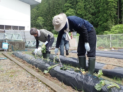 1本ずつ苗植え
