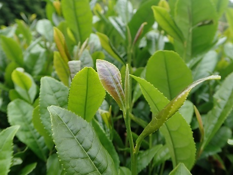 茶木２