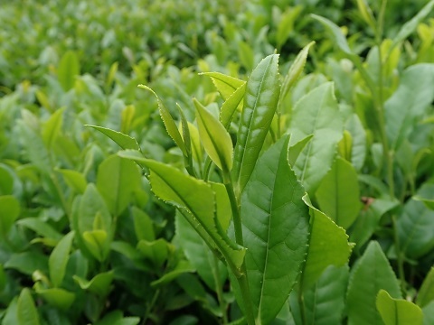 茶木１