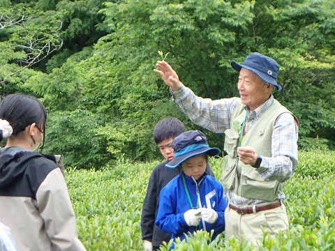 摘み方指導